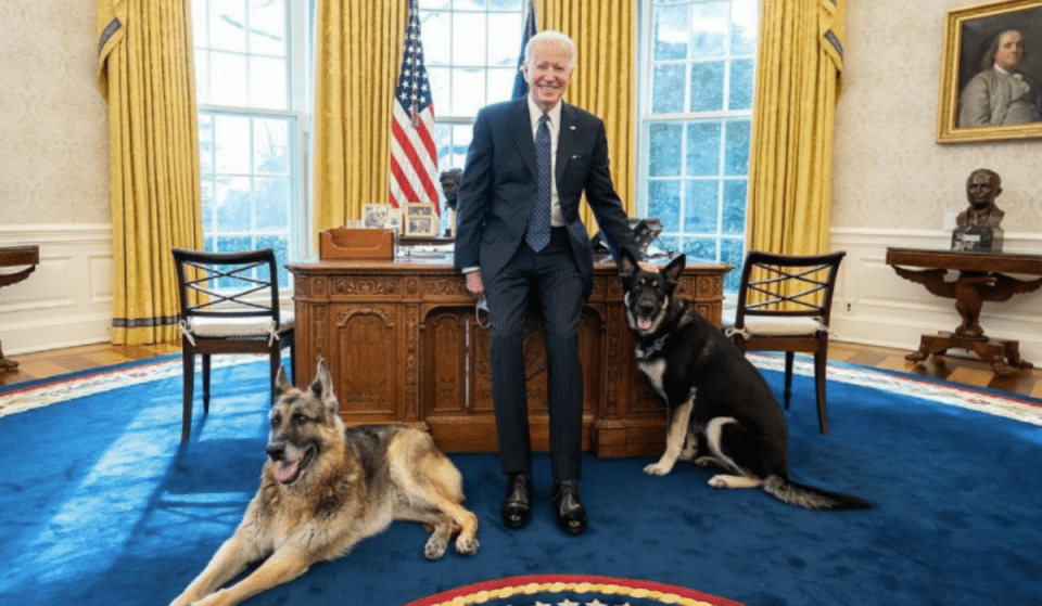 President Biden’s Dog Champ Passed Away Over The Weekend