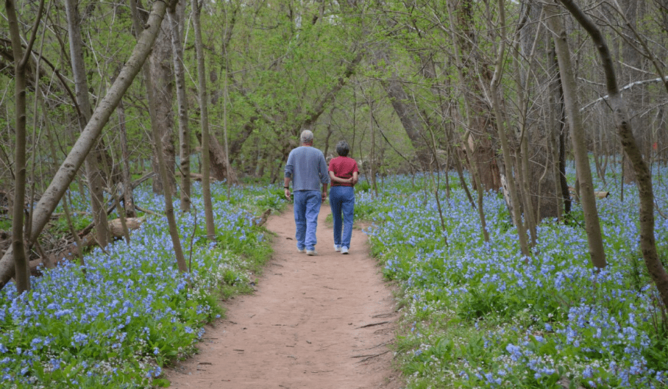 This Enchanting Trail Has Bluebells Galore
