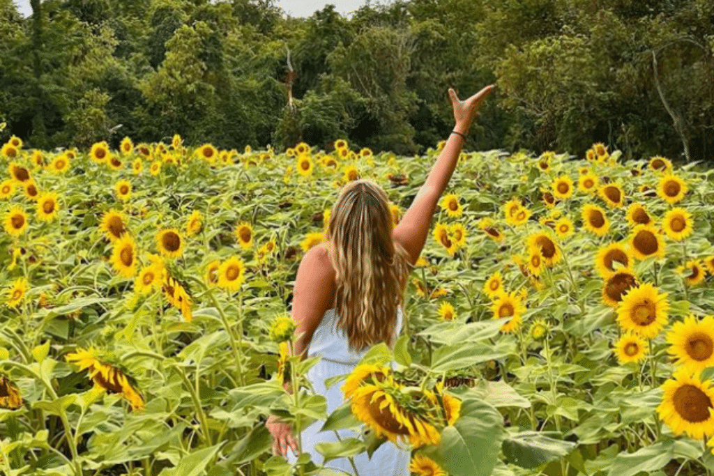 This Sunflower Field Is Currently Blooming In Maryland