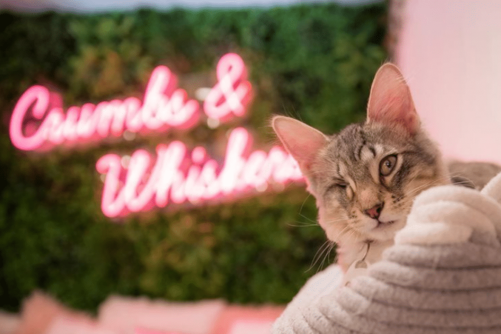 DC’s First Cat Café Is Now Open & Has A Wholesome Mission