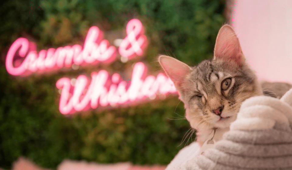 DC’s First Cat Café Is Now Open & Has A Wholesome Mission
