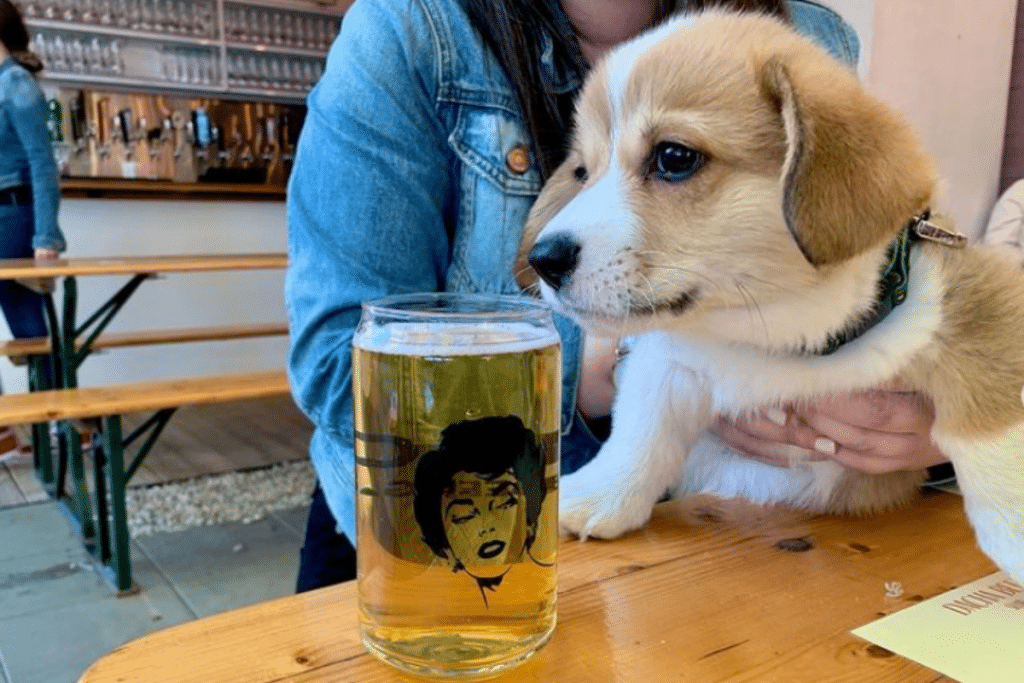 6 Dog-Friendly Beer Gardens Where You Can Hangout With Your Pupper In DC