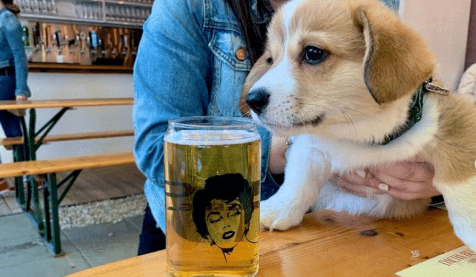 6 Dog-Friendly Beer Gardens Where You Can Hangout With Your Pupper In DC