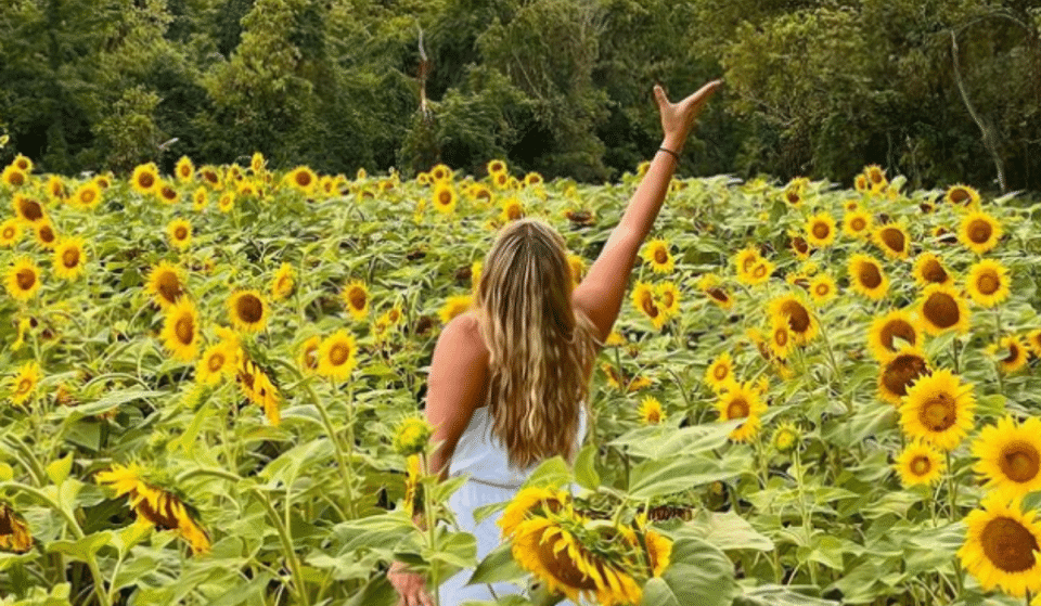 This Sunflower Field Is Currently Blooming In Maryland